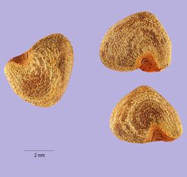   Seeds:   Hibiscus cannabinus ; Photo by T. Slotta, USDA-NRCS Plants Database
